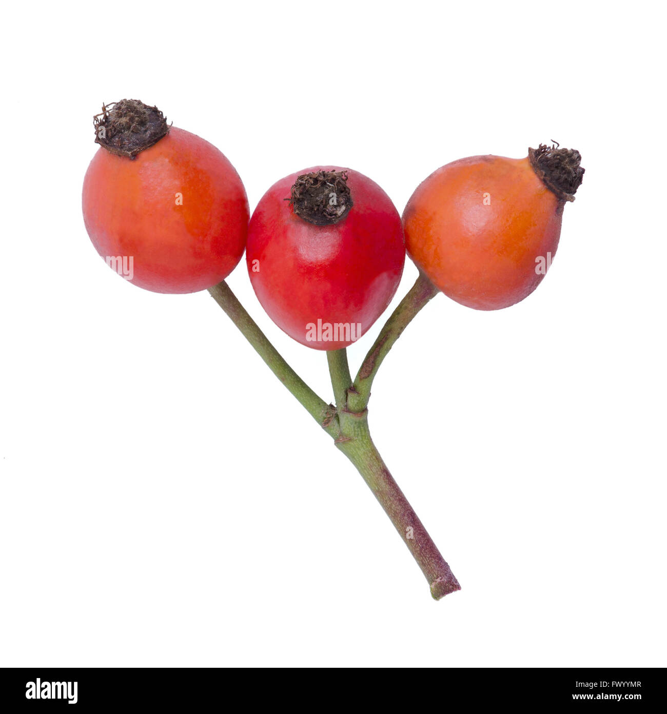 Dogrose twig with three hips isolated on white background Stock Photo