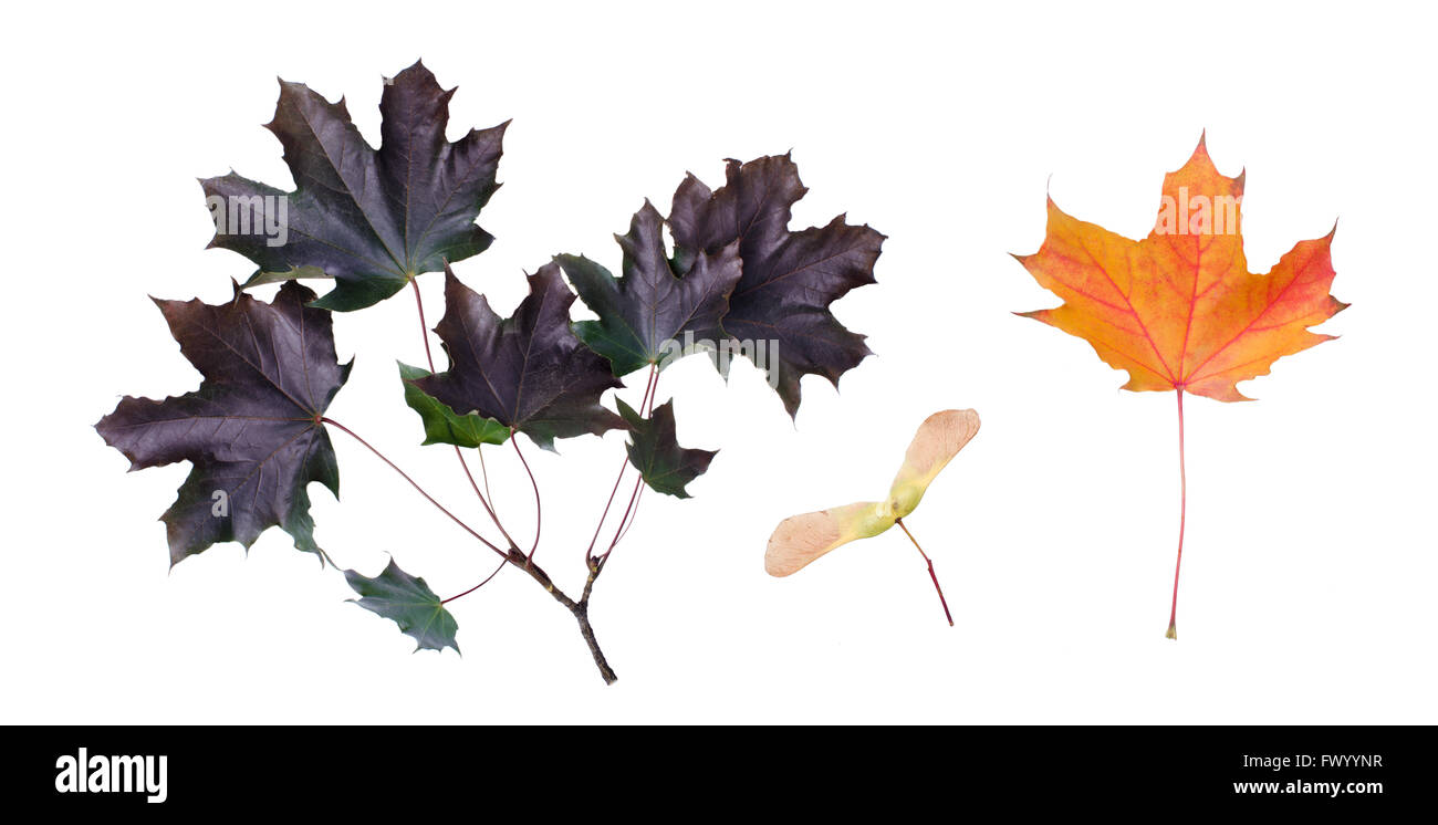 Maple Tree Keys Dark tree leaves Cut Out Stock Images & Pictures - Alamy