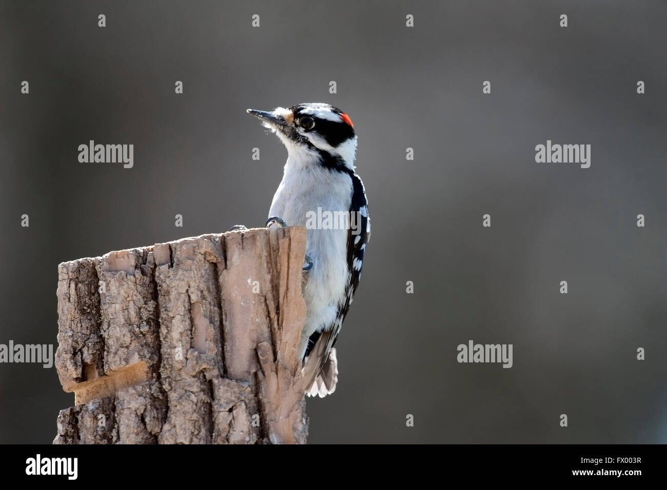 Male hairy woodpecker clings to fence post Stock Photo