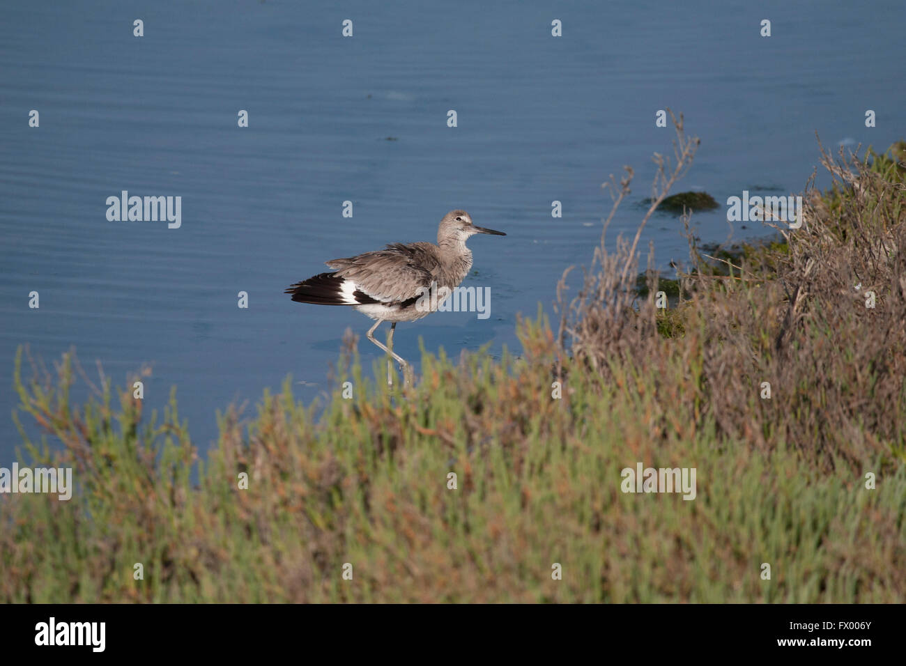 Willet at Bolsa Chica wetlands Stock Photo