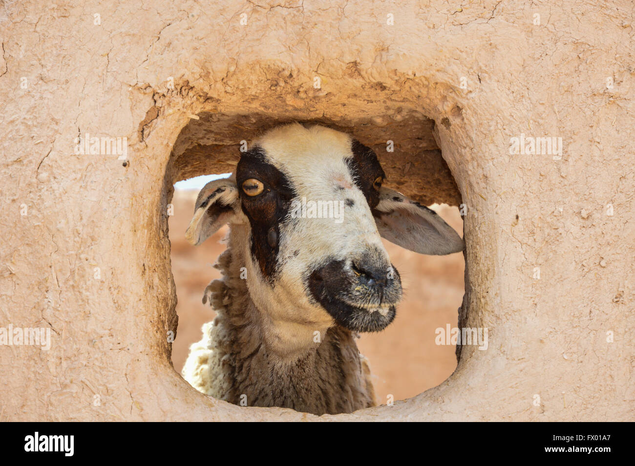 a goat looking at camera through a mud hut window hole, Morocco Stock Photo