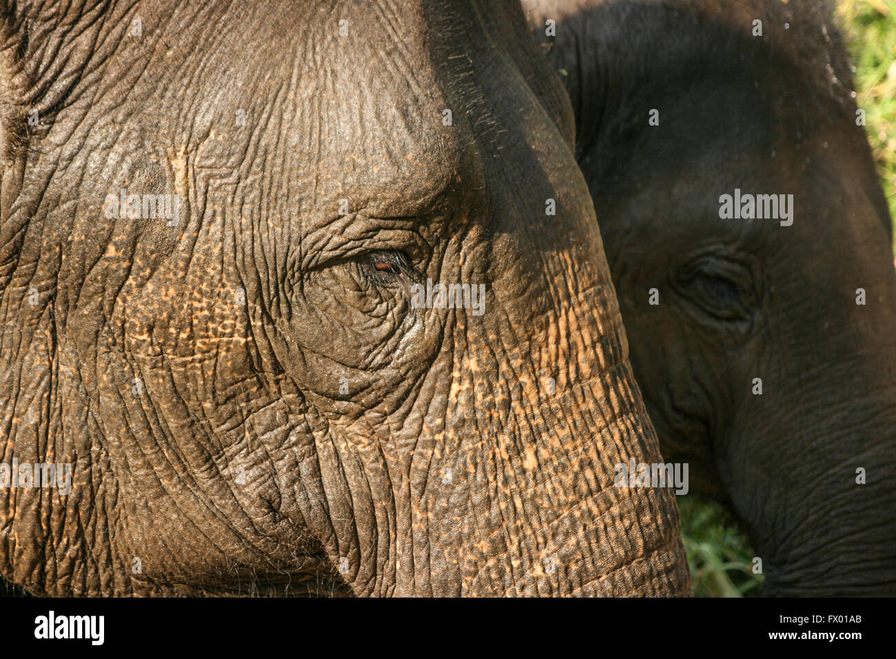 Full frame Close up of two Indian elephant profiles centered on the eye Stock Photo