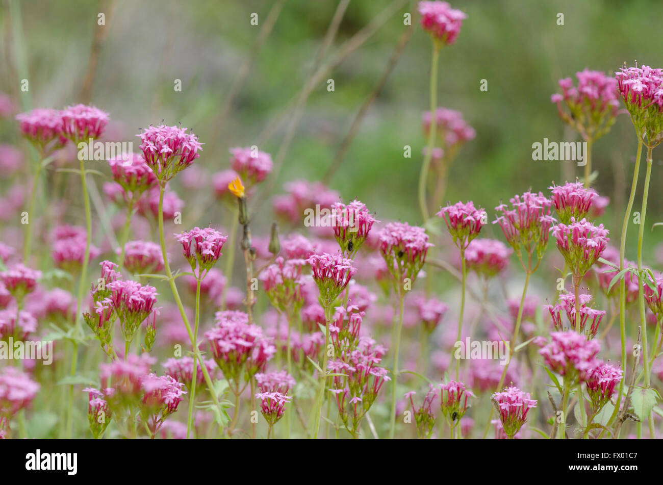 Long-spurred valerian Centranthus macrosiphon, wild mediterranean plant in spring field. Andalusia, Spain. Stock Photo