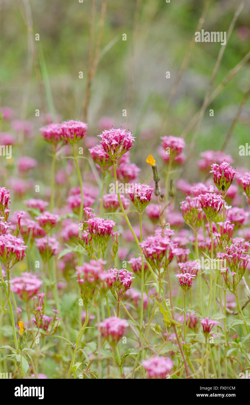 Long-spurred valerian Centranthus macrosiphon, wild mediterranean plant in spring field. Andalusia, Spain. Stock Photo