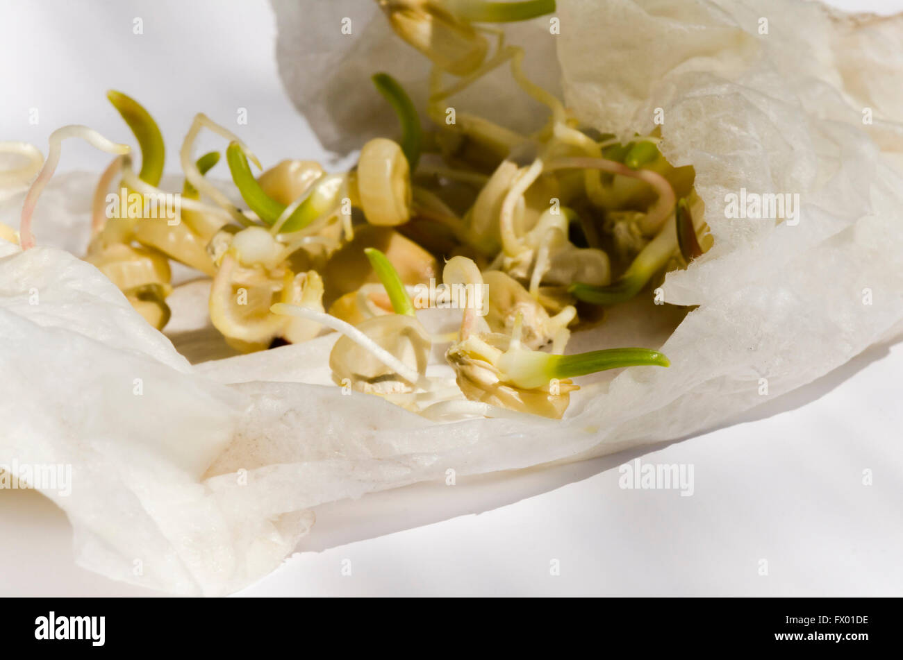 Corn seeds, kernels, germinated, sprouting in moist paper towel Stock