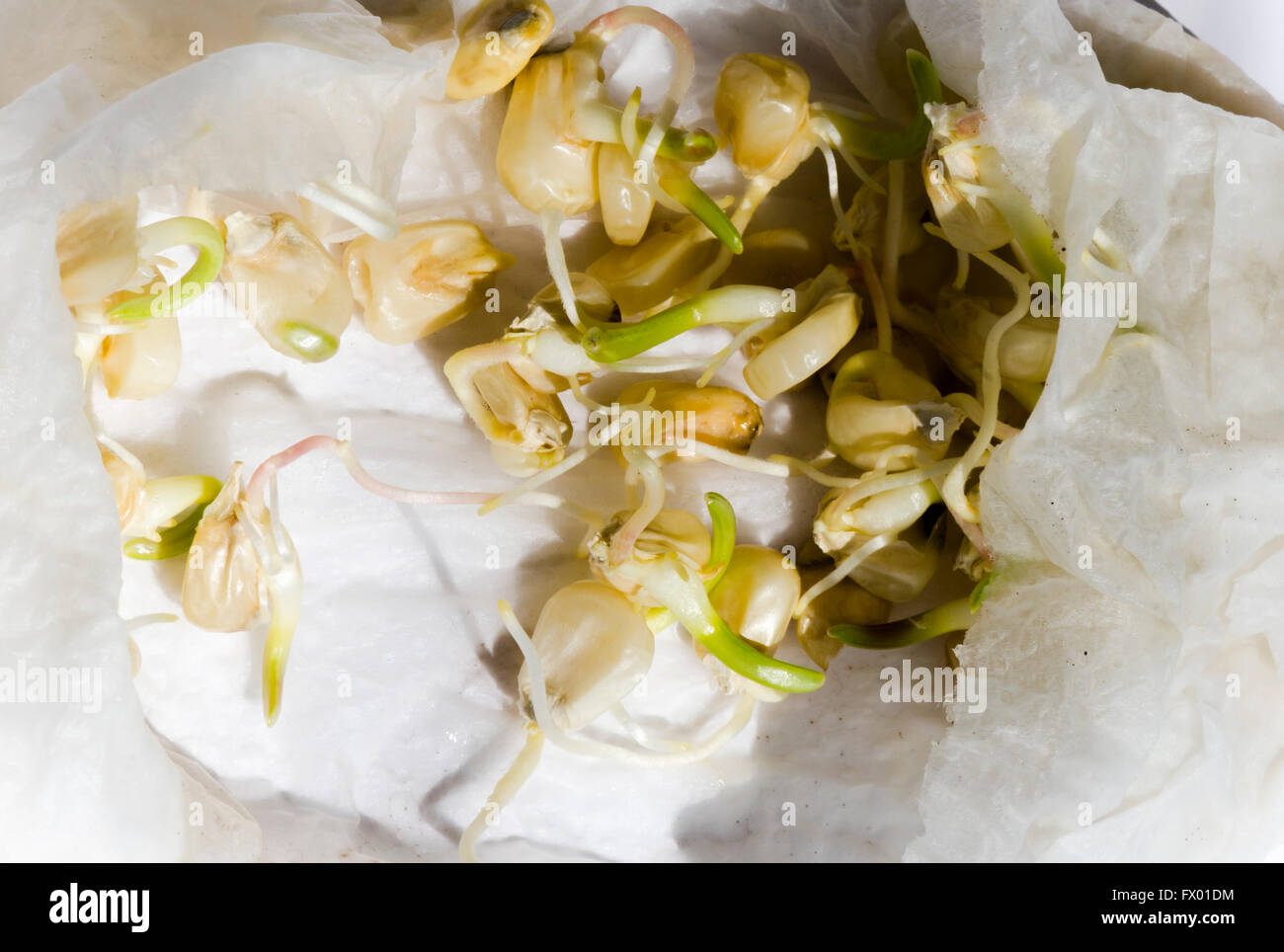 Seeds germinating hires stock photography and images Alamy