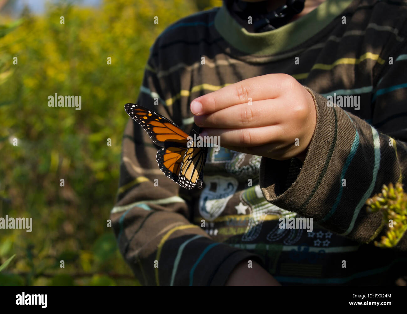 Monarch butterfly (Danaus plexippus) held in hand, before the migration back to Mexico. Stock Photo