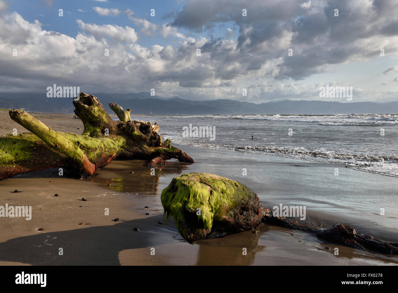 Tree driftwood covered in seaweed on beach of Nuevo Vallarta Mexico Stock Photo