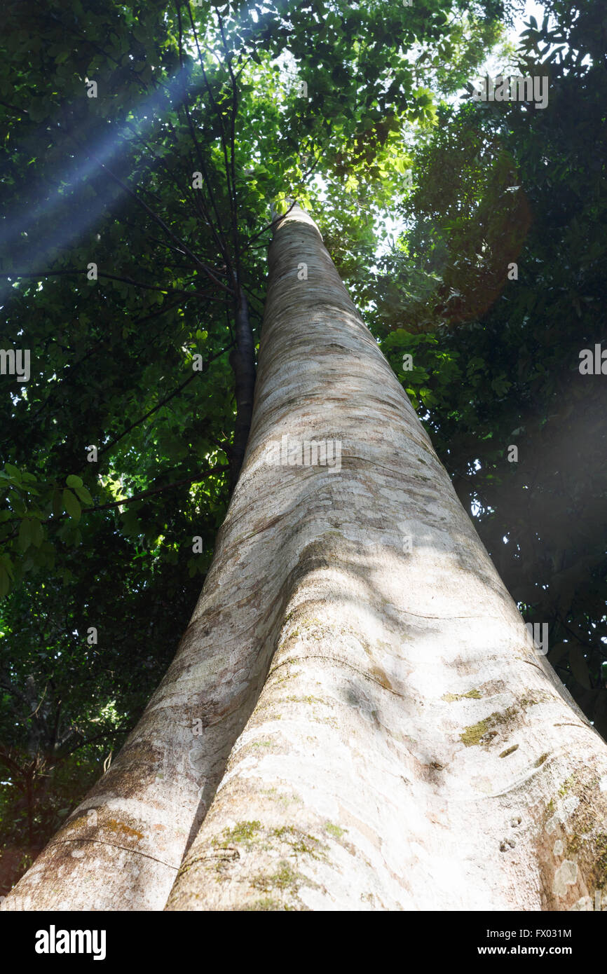 Tropical rain forest in South East Asia Stock Photo