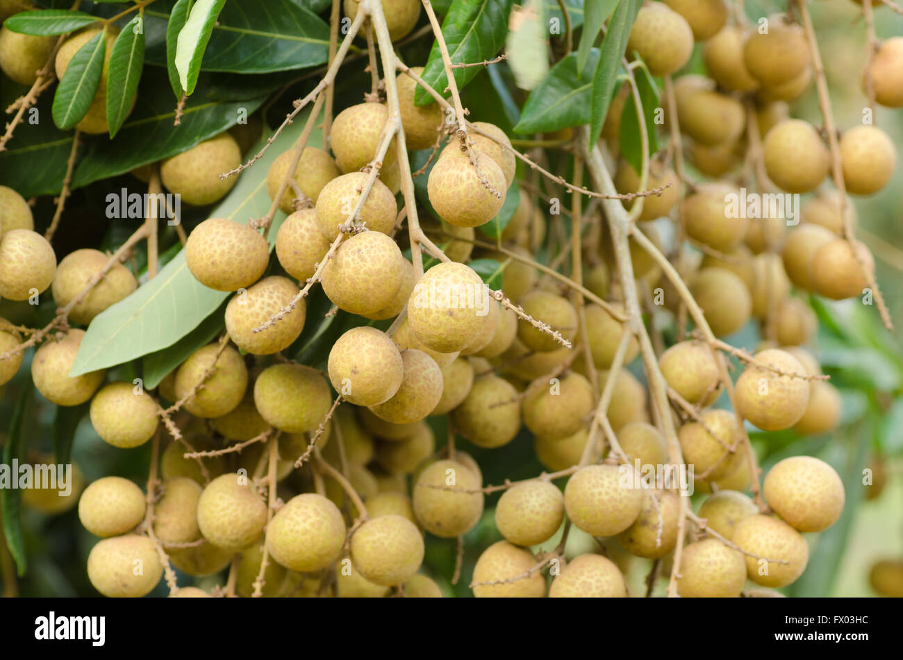 Longan hanging on tree Stock Photo Alamy
