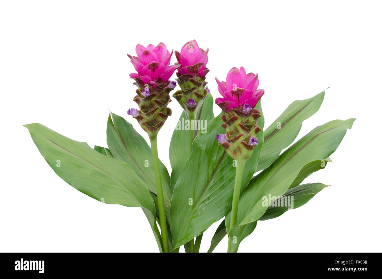 Siam Tulip isolated on white background Stock Photo