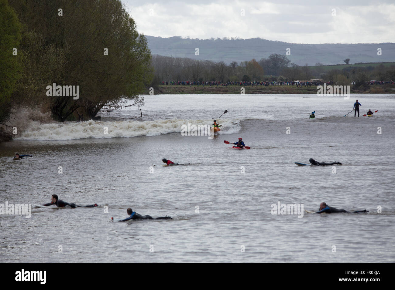 Minsterworth, Gloucestershire, UK. 9th April 2016. A collection of surfers, canoeists and paddle boarders attempt to ride the Severn Bore at the Severn Bore Inn, Minsterworth. The high Spring tides contribute to a larger tidal flow up stream, classified as a 4 Star bore rating. Credit:  Wayne Farrell/Alamy Live News. Stock Photo