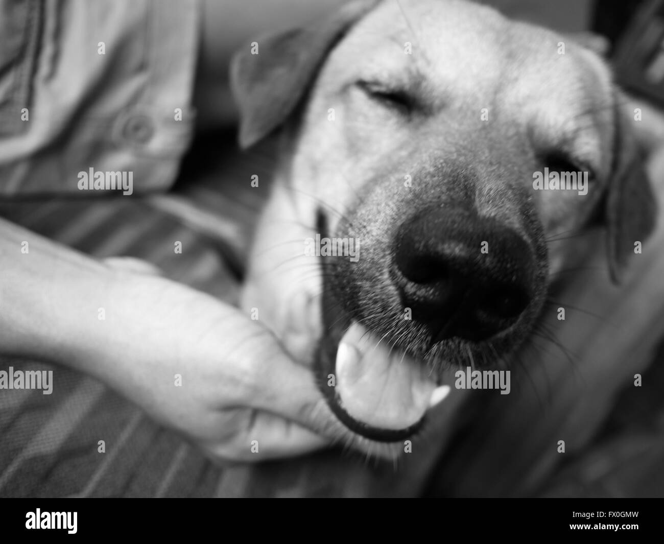 Smiling Thai street dog having his chin scratched Stock Photo Alamy