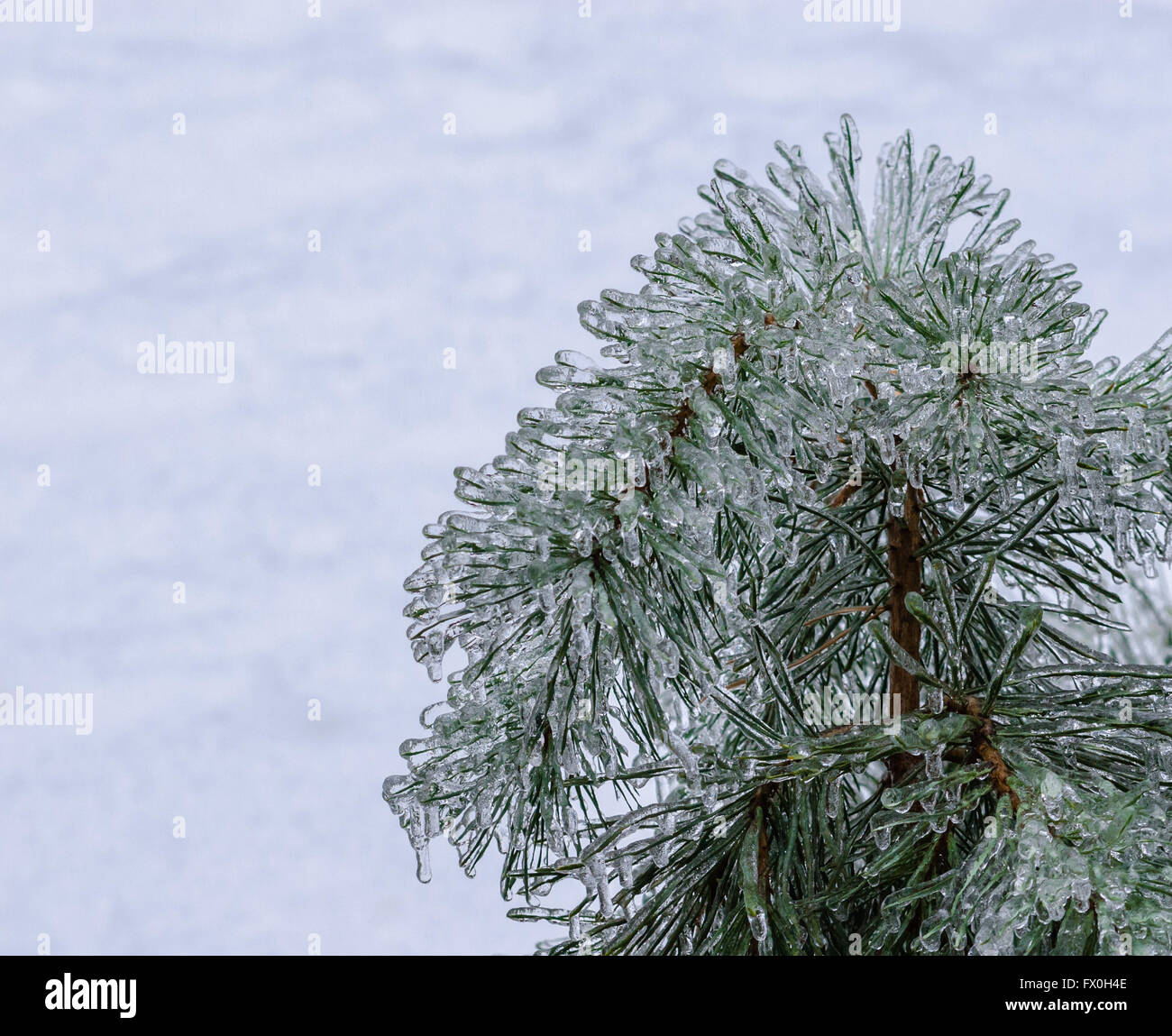 Frozen ice-covered pine needles on white snow background Stock Photo ...