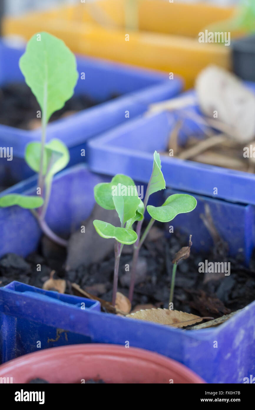 New cabbage seedlings sprouting in a garden in part sun Stock Photo Alamy
