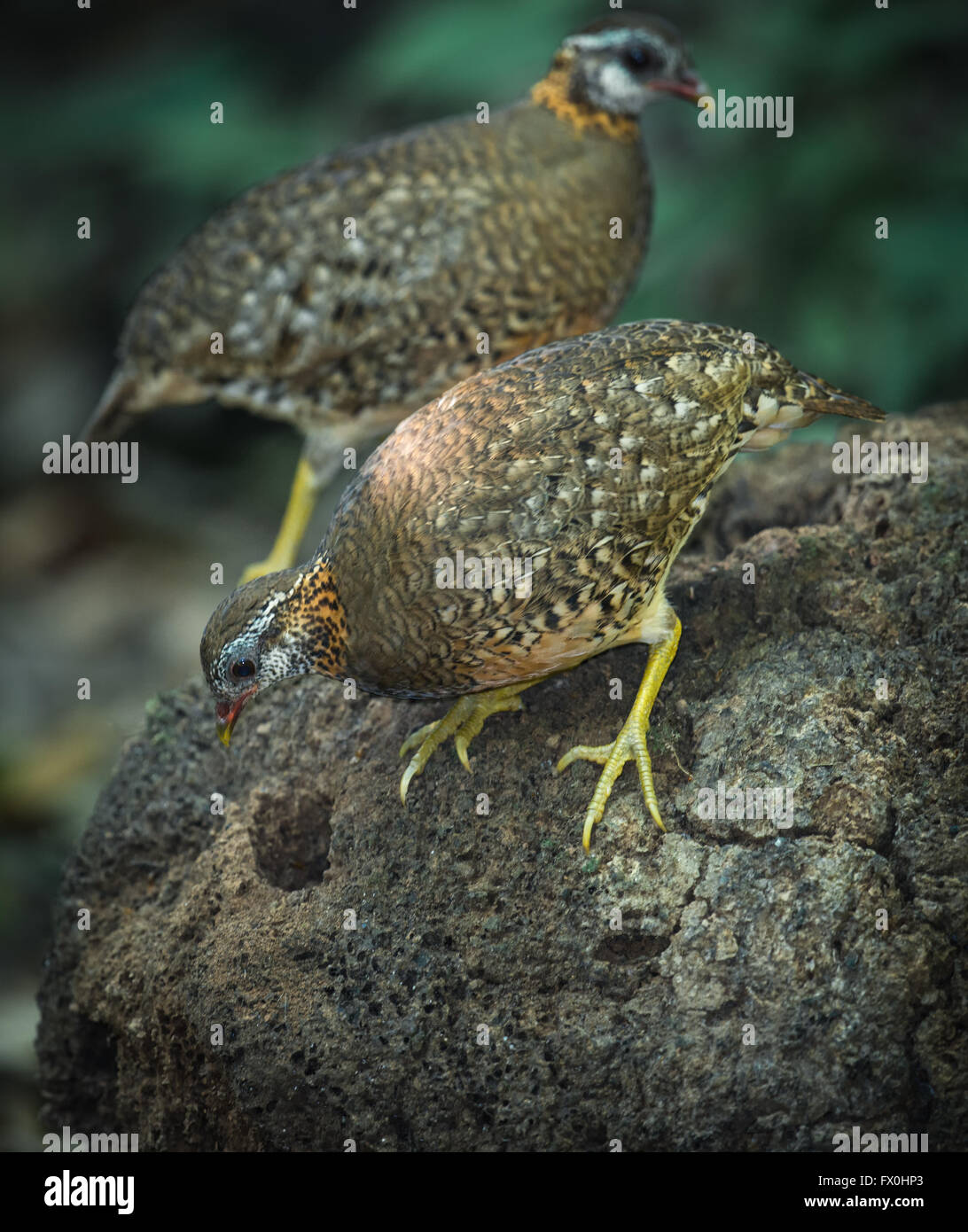 Scaly-breasted Partridge, Arborophila chloropus peninsularis, at Kaeng Krachan National Park, Thailand. AKA Scaly-breasted Hill Stock Photo