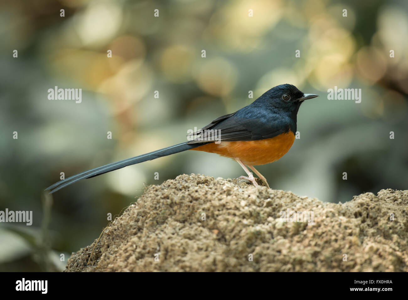White-rumped shama (Copsychus malabaricus) male in from Kaeng Krachan National Park. Stock Photo