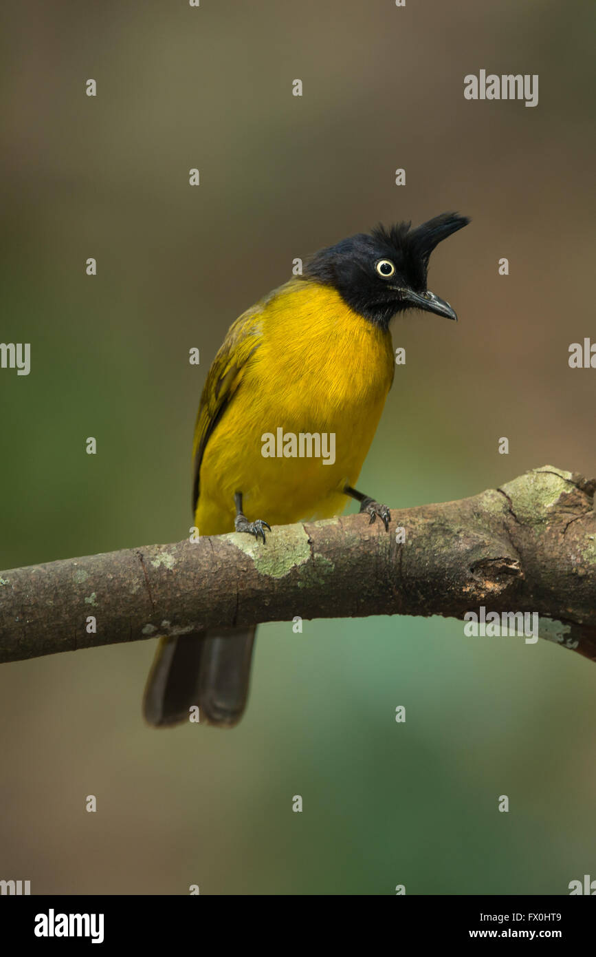 Pycnonotus flaviventris hi-res stock photography and images - Alamy Pycnonotus flaviventris hi-res stock photography and images - Alamy