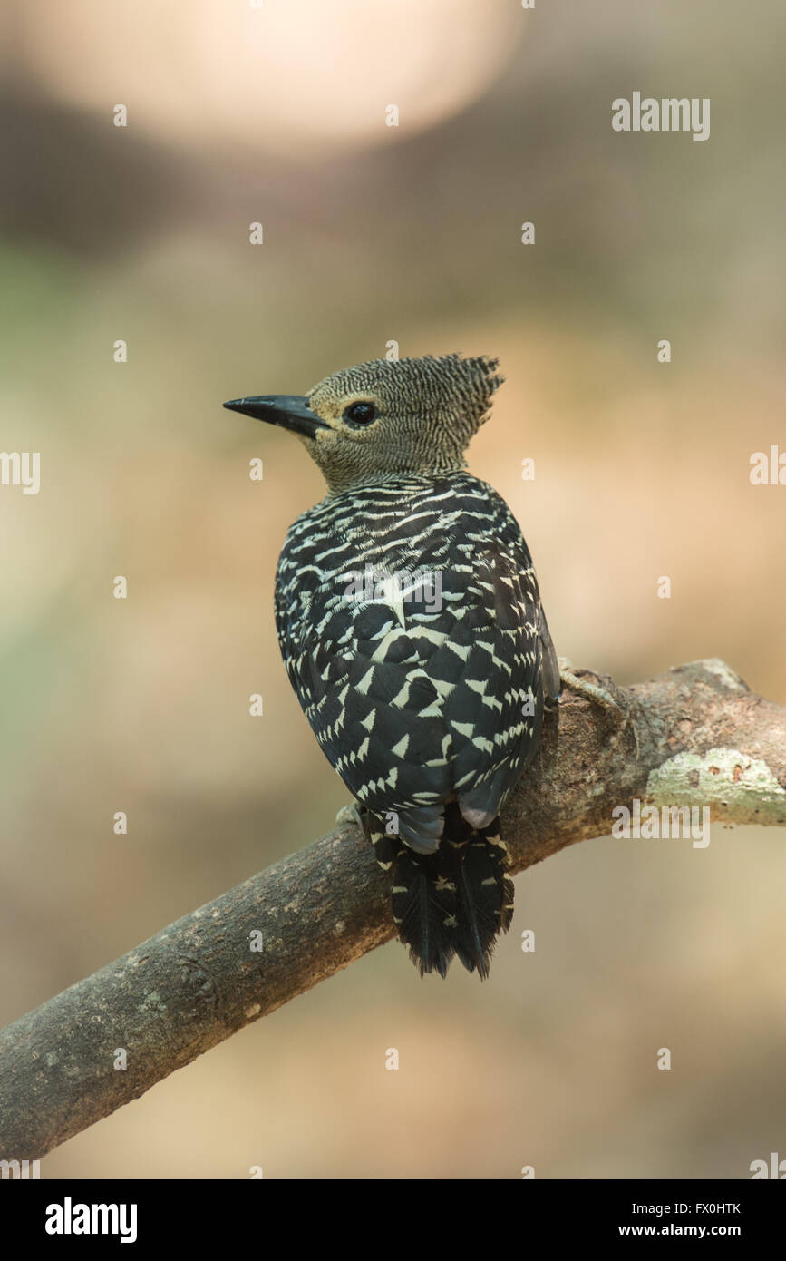 The buff-rumped woodpecker (Meiglyptes grammithorax) is a species of bird in the Picidae family. It is found in Thailand, Malaya Stock Photo