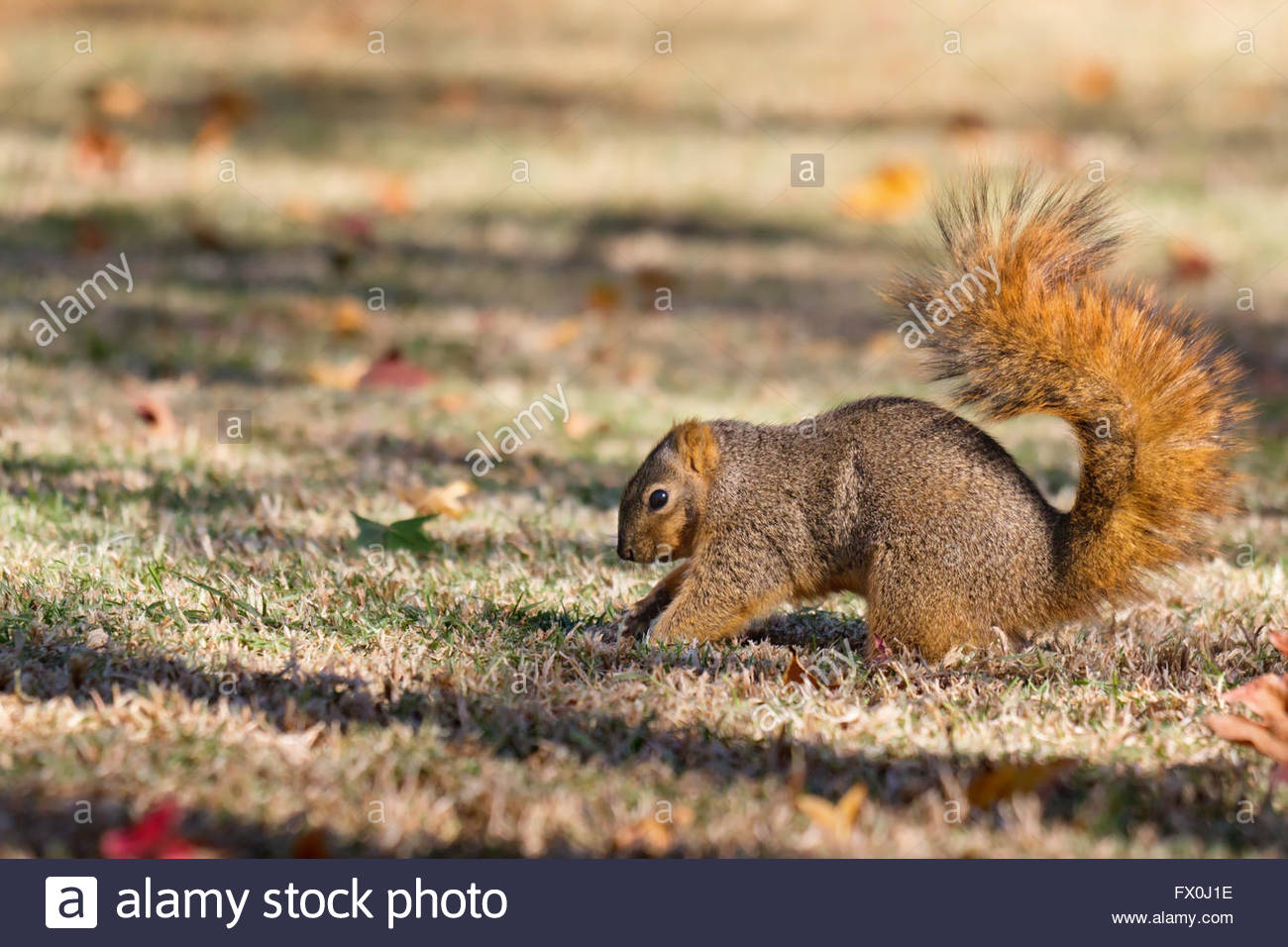 Squirrel Burying Nuts Stock Photos & Squirrel Burying Nuts Stock Images