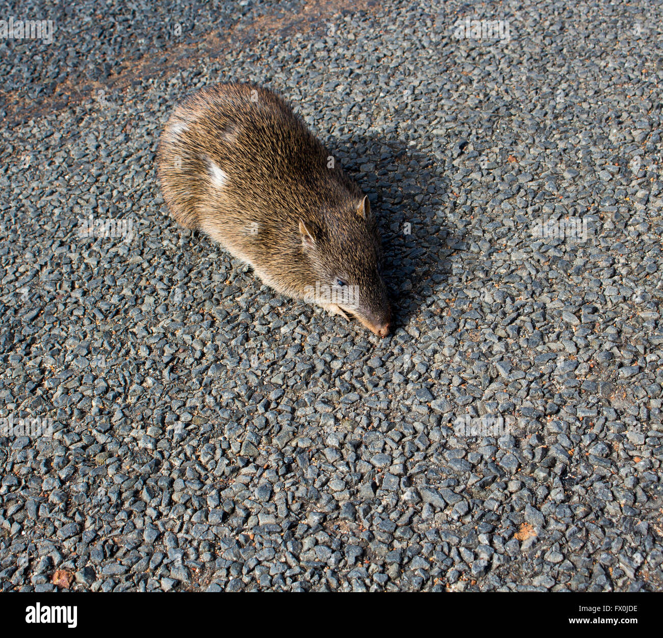Gilbert's Potoroo on the road in Lescehenault Estuary Conservation Park