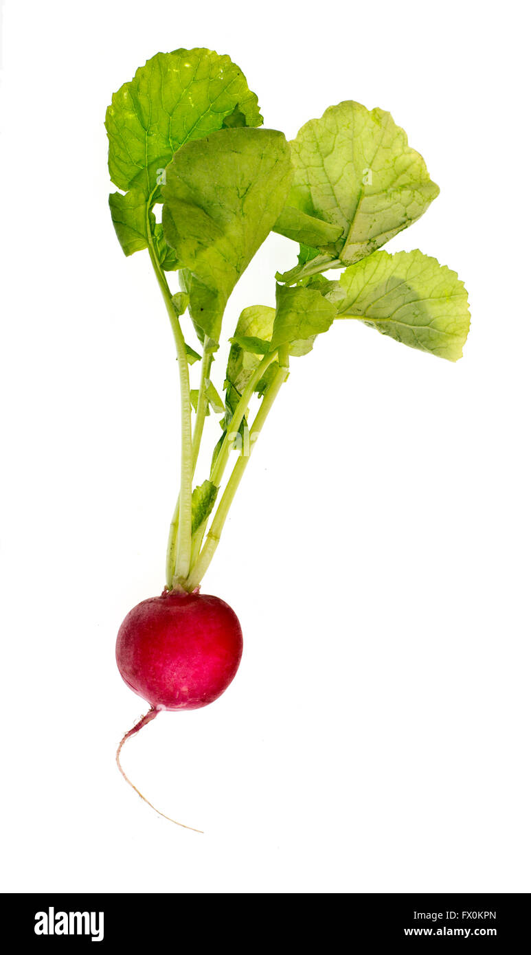 Fresh red radish with leaves isolated on white background Stock Photo