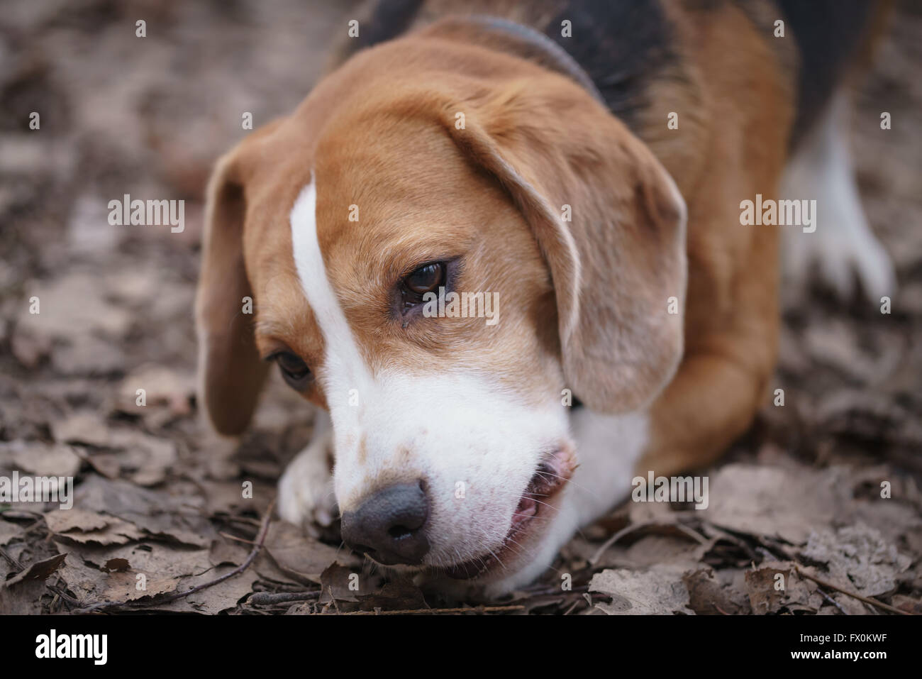 beagle dog tricolor lying on the ground and playing with something