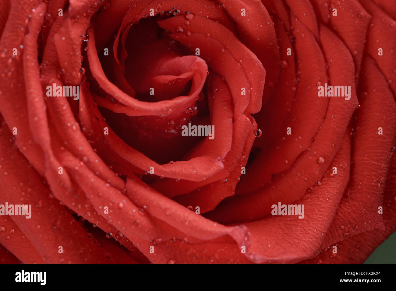 red rose close up photo Stock Photo Alamy
