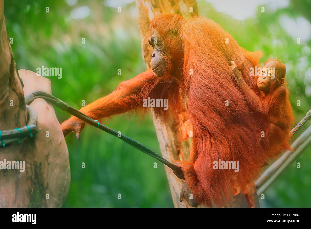 Young Orangutan Is Sleeping On Its Mother Stock Photo Alamy young-orangutan-is-sleeping-on-its-mother-stock-photo-alamy