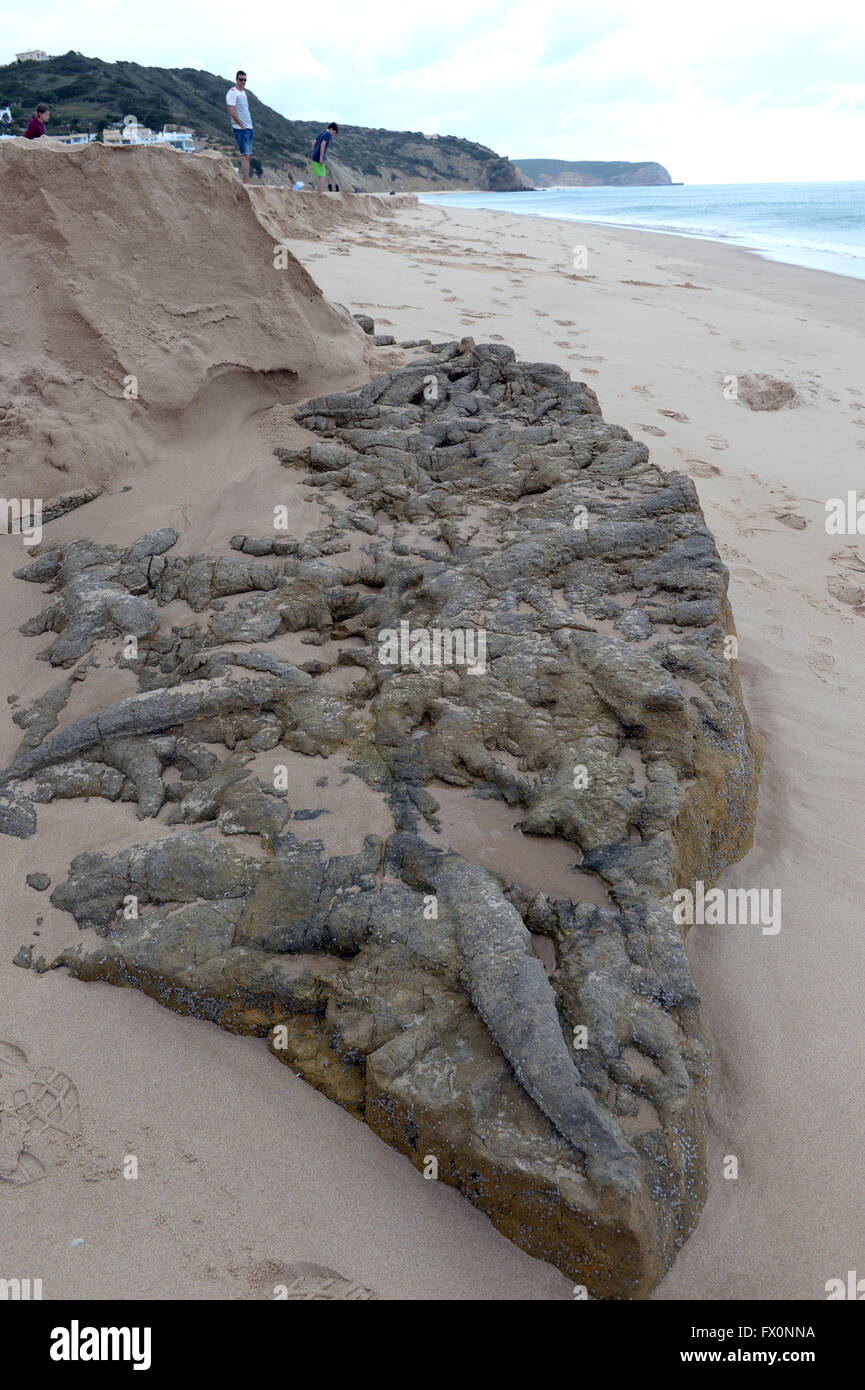 Thalassinoides burrows hires stock photography and images Alamy