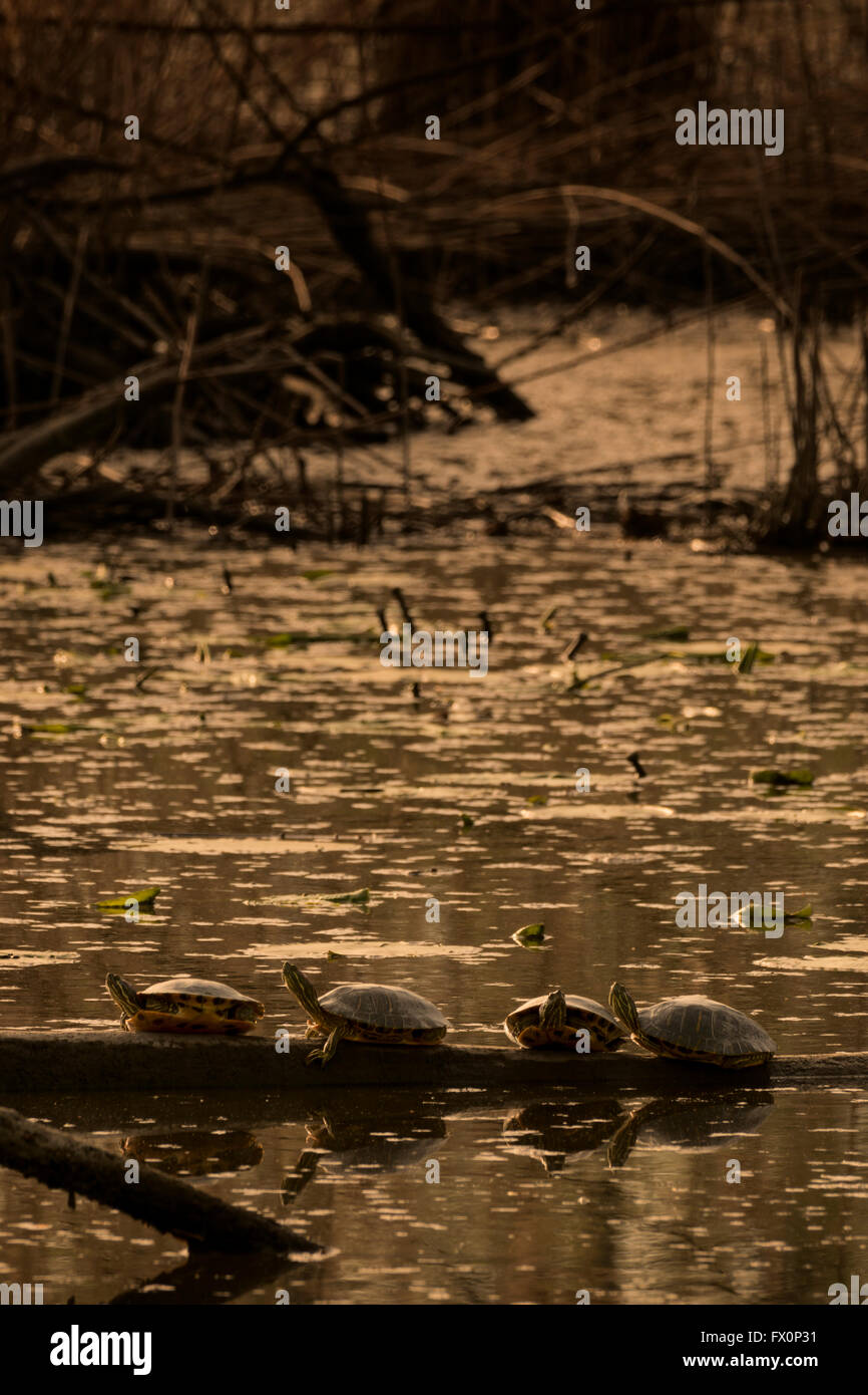 Water turtles on a tree branch Stock Photo