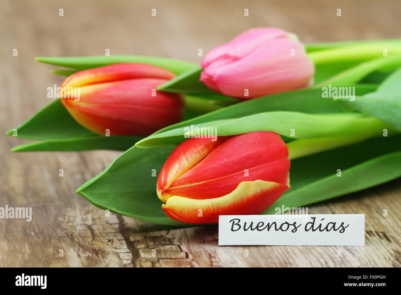 Buenos dias card with three colorful tulips Stock Photo