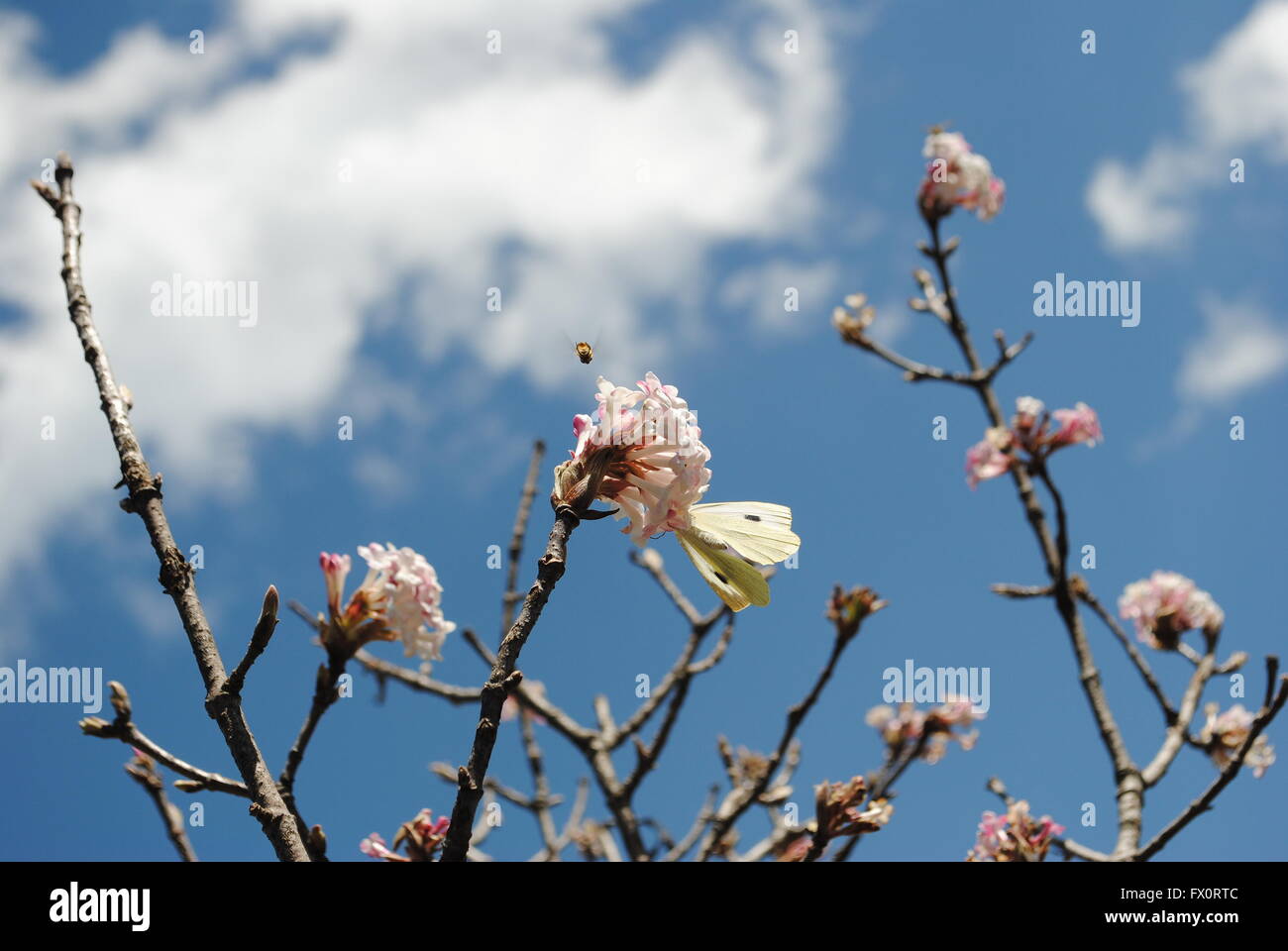 cabbage butterfly sucking nectar from a pile of apple flower. Stock Photo