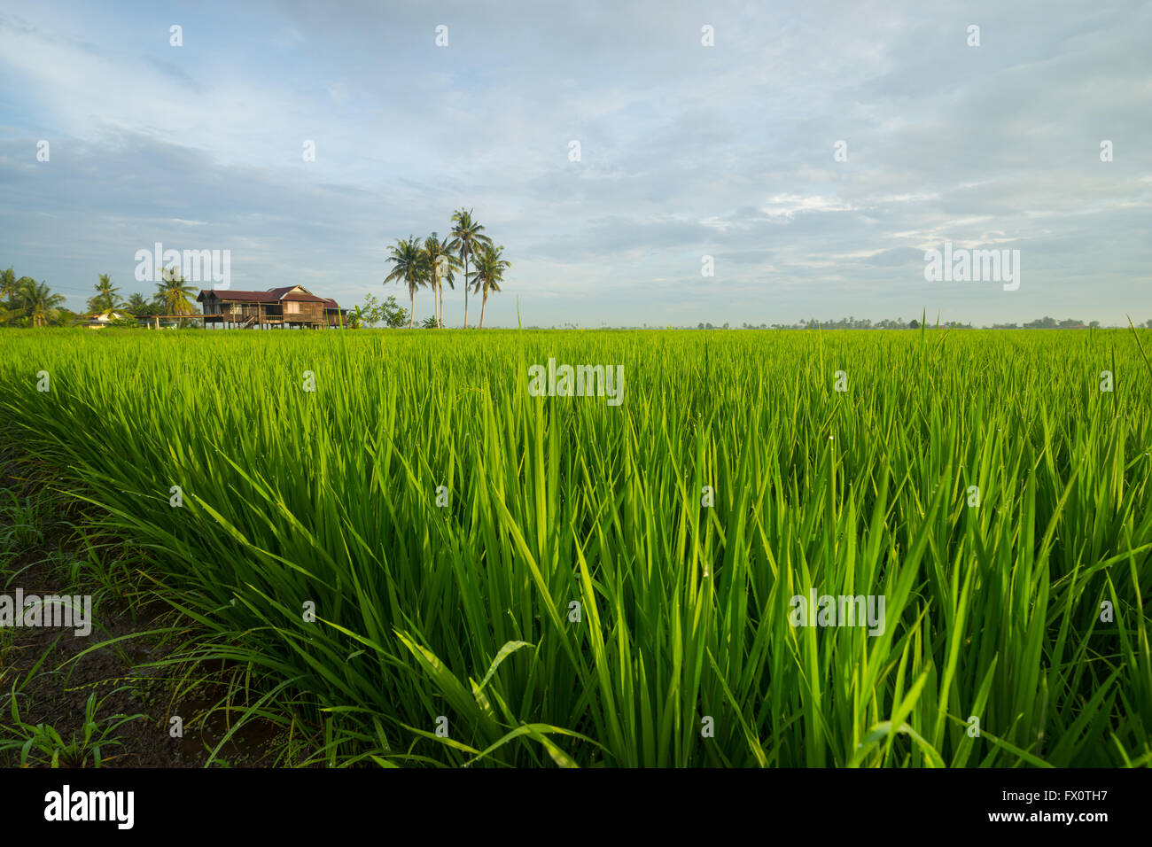 Hình ảnh về rau cỏ xanh tươi trên nền cánh đồng lúa ở Selangor, Malaysia sẽ khiến bạn chú ý ngay từ cái nhìn đầu tiên. Với màu sắc tươi sáng, đặc biệt là trong bối cảnh xanh tươi của cánh đồng lúa, bạn sẽ cảm nhận được sự tươi mát cũng như sự tươi mới của rau cỏ này. Hãy xem hình ảnh để nhận được cảm hứng mới phục vụ cho bữa ăn của bạn!