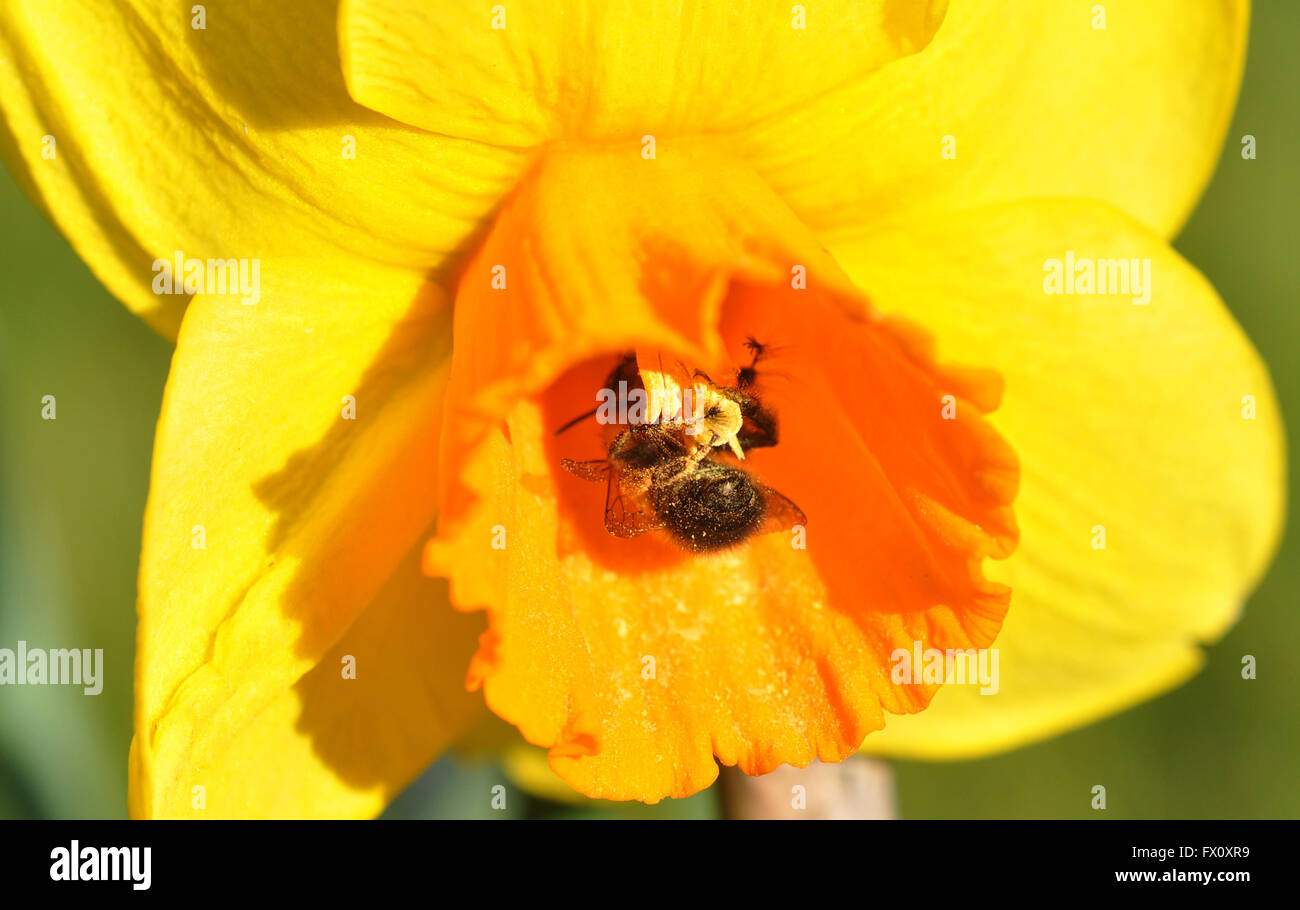 daffodil and bee Stock Photo Alamy