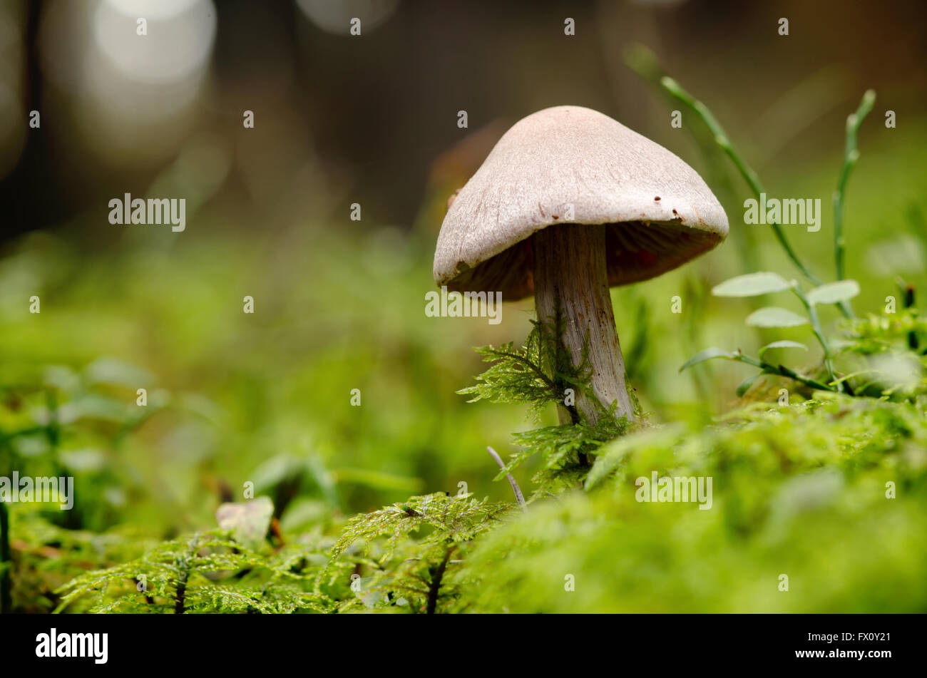 Mushroom on moss surface in the forest. Stock Photo