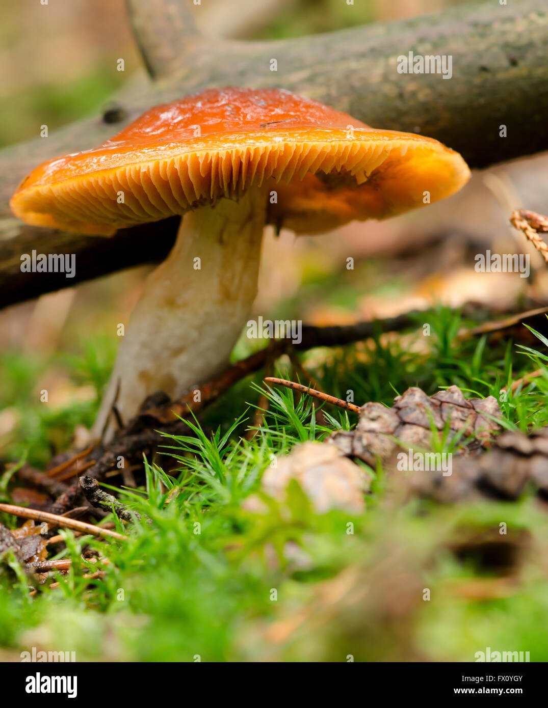Mushroom with moss and branch in the forest. Stock Photo