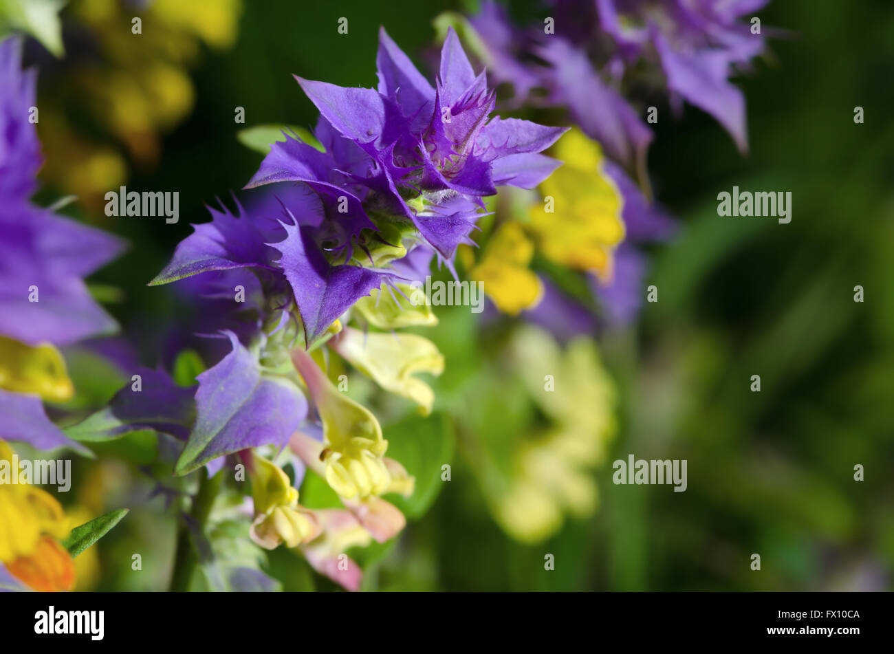 Purple and yellow flower hi-res stock photography and images - Alamy