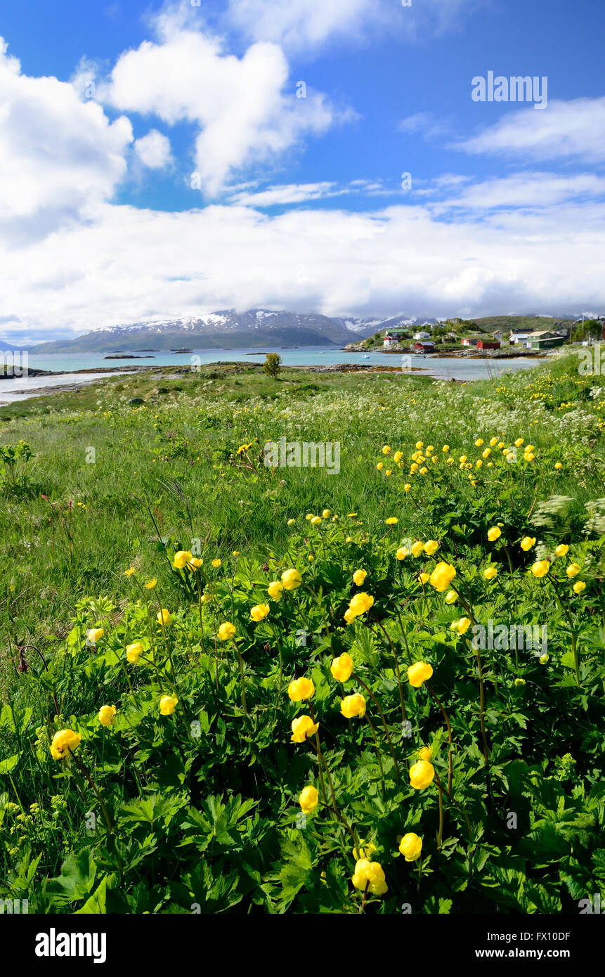 Globeflowers growing along the shore. Stock Photo