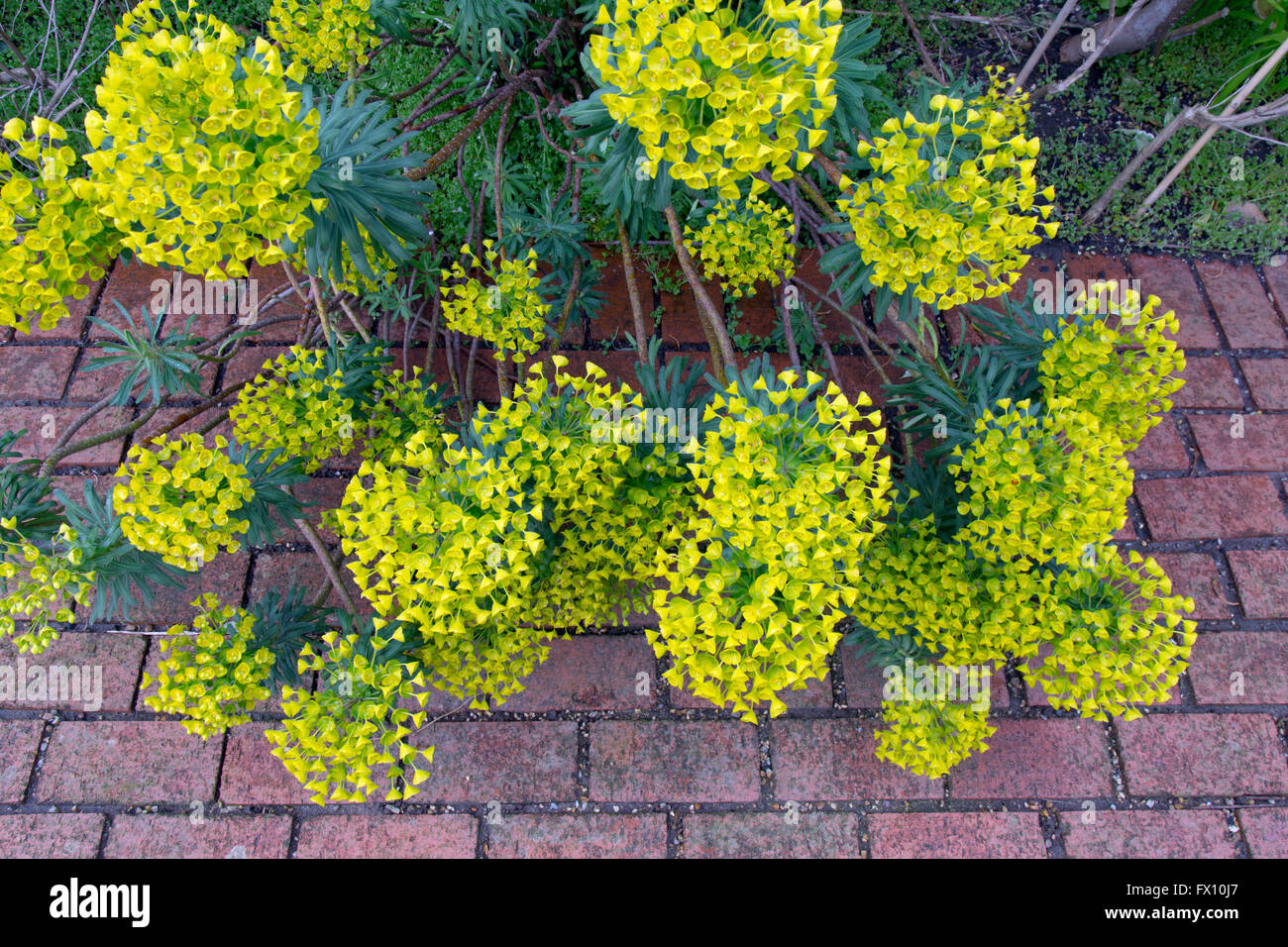 Euphorbia characias subsp. wulfenii spurge in garden with brick path Stock Photo
