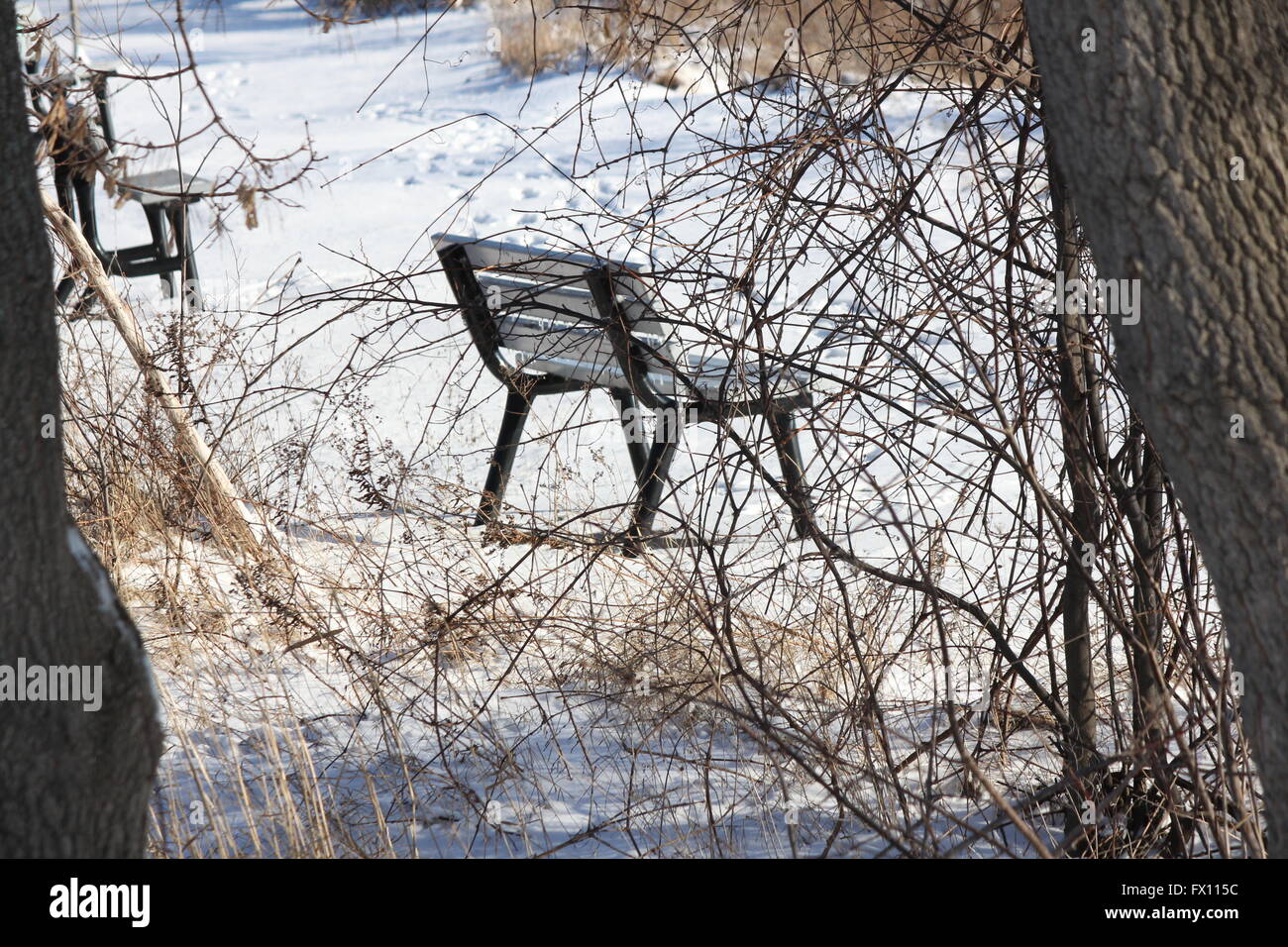 Vacant park bench in a snow filled park during the winter season Stock ...
