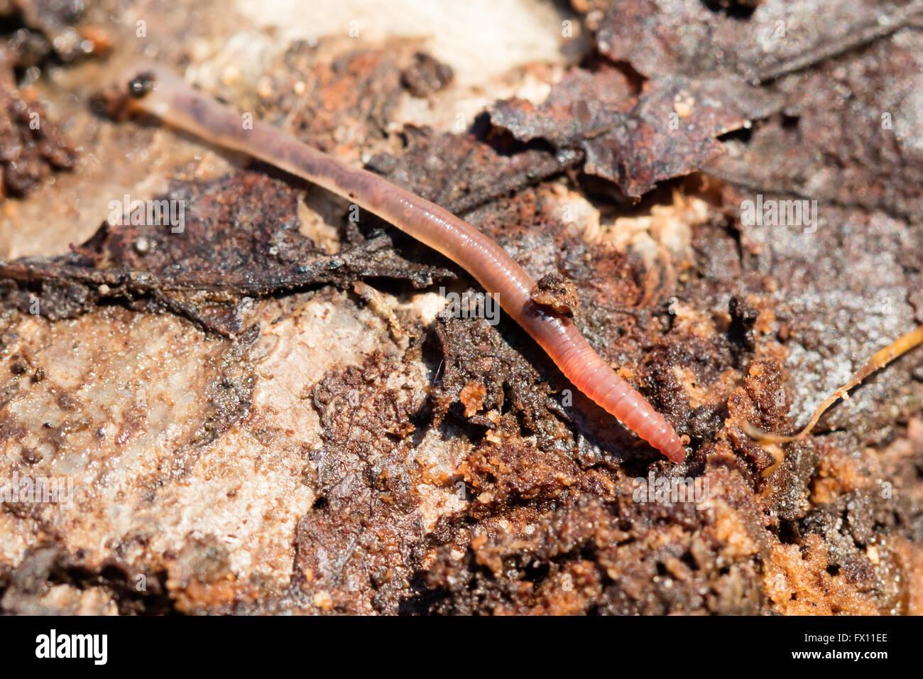 Earthworms on a piece of wood, macro photo, selective focus Stock Photo