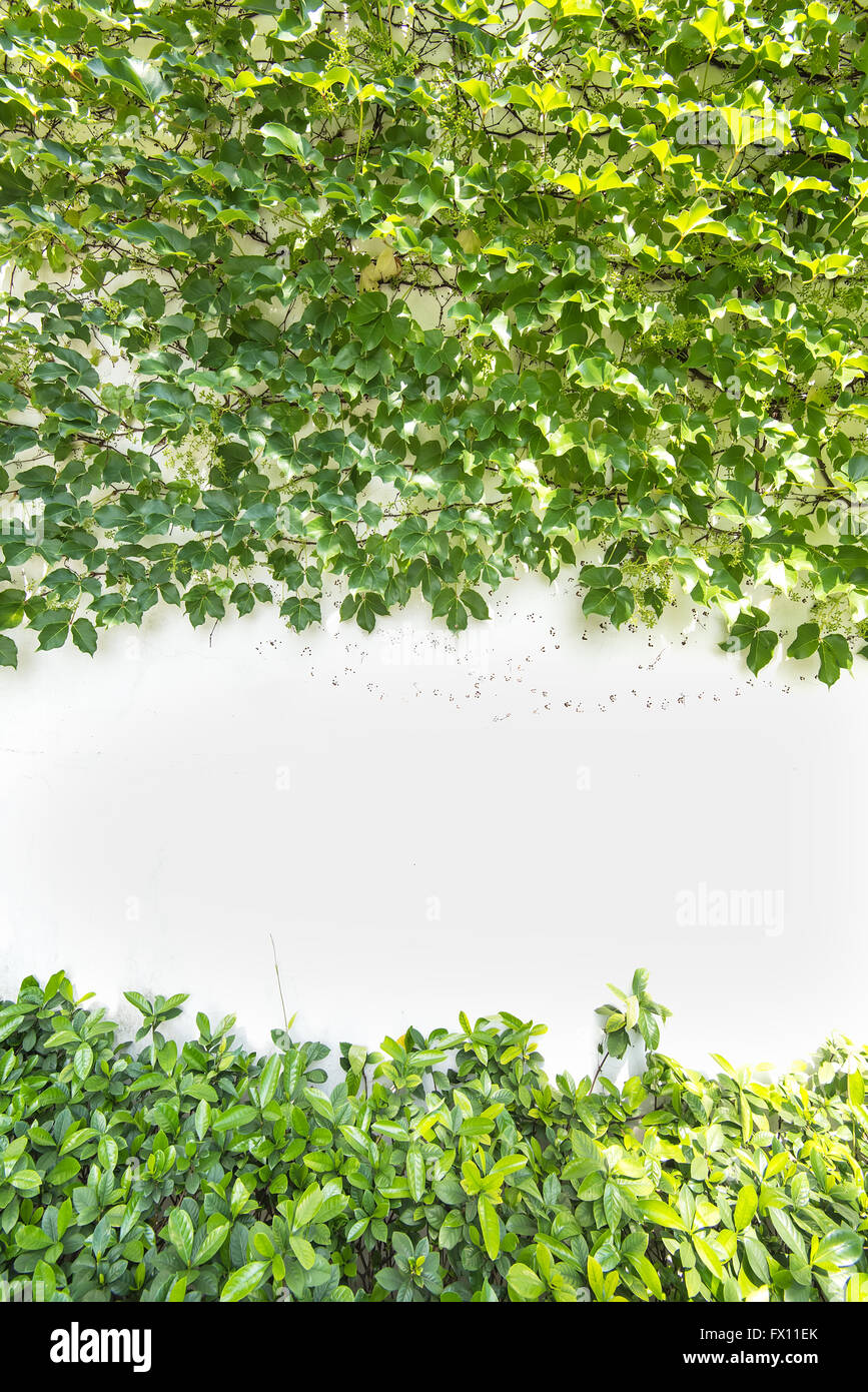 ivy leaves isolated on a white background Stock Photo - Alamy