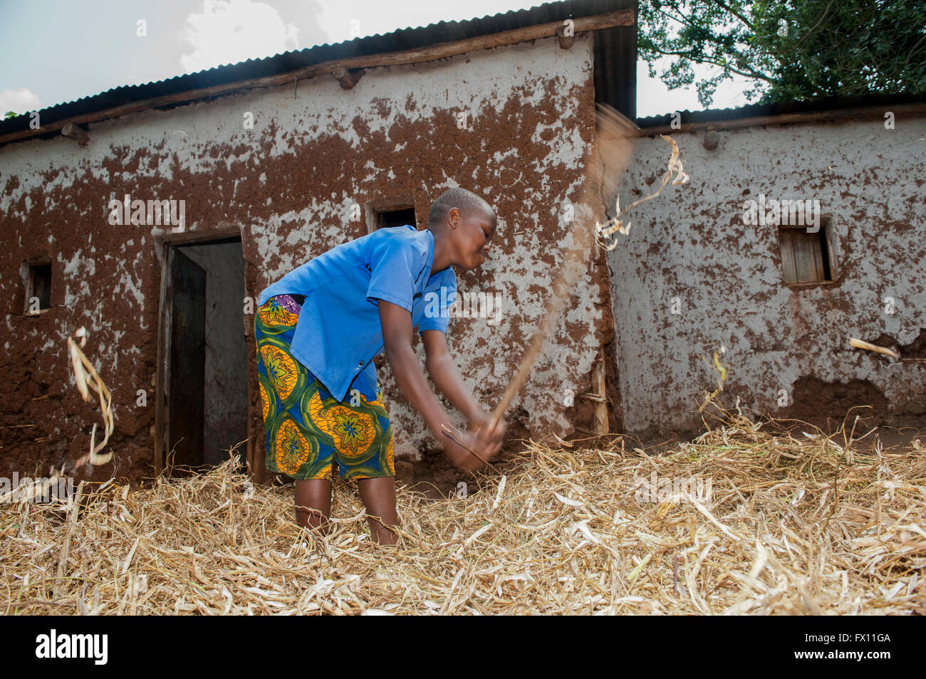 Children threshing crop of beans with sticks, in front yard of their home. Rwanda. Stock Photo