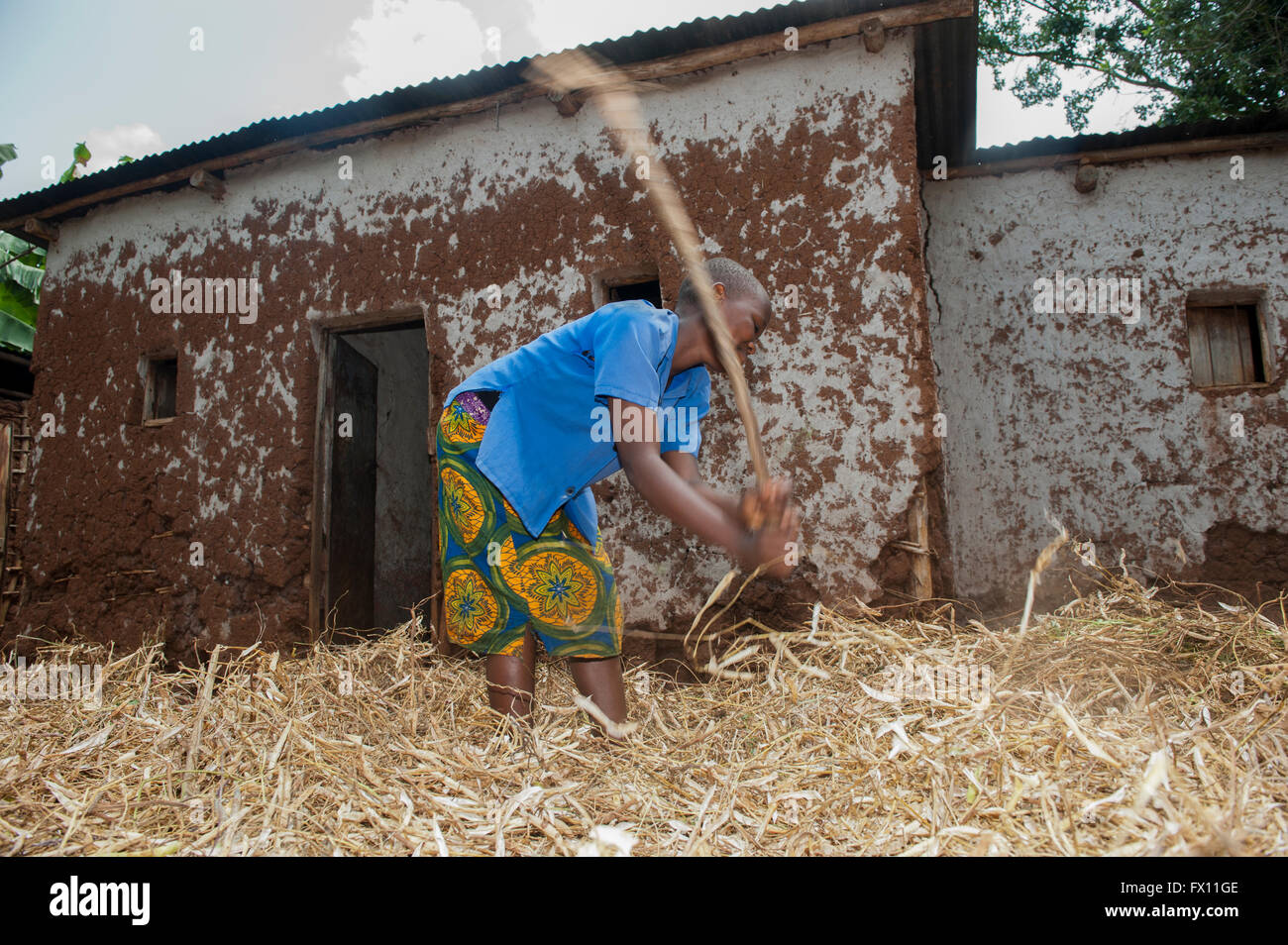 Children threshing crop of beans with sticks, in front yard of their home. Rwanda. Stock Photo