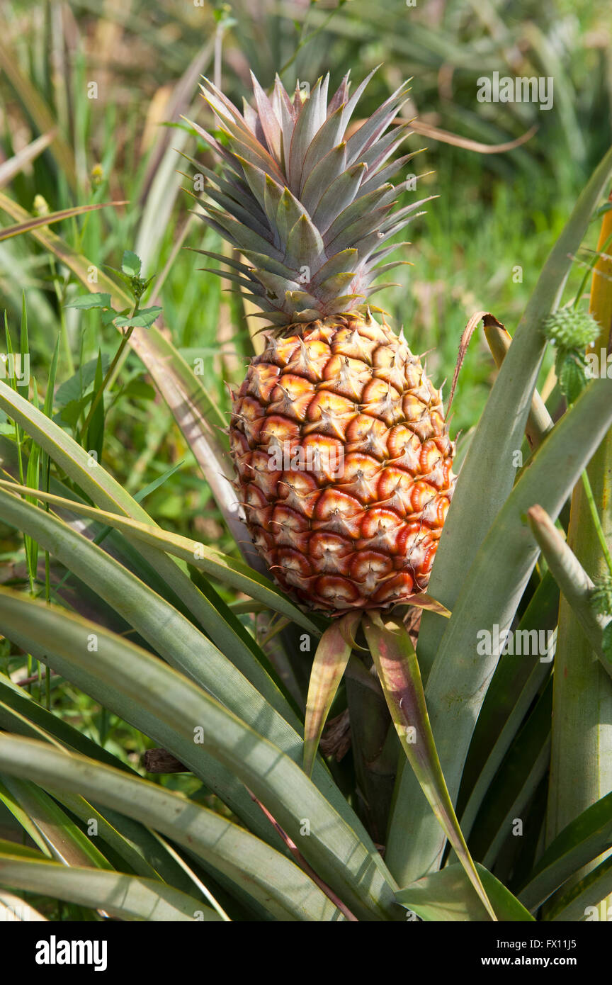 Pineapple growing in Rwanda. Ananas comosus Stock Photo