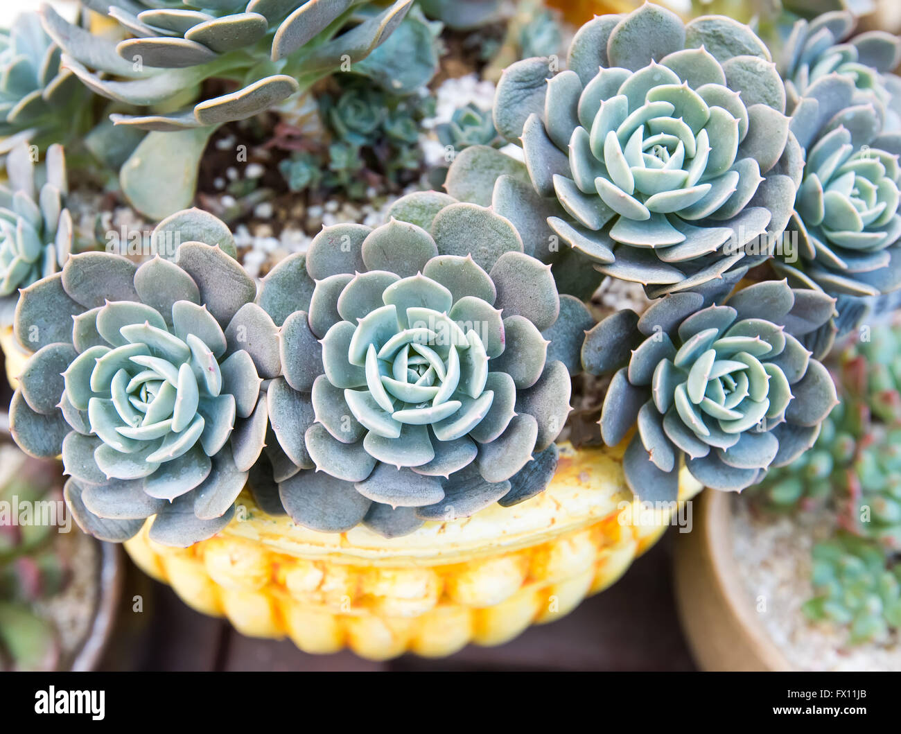 Rectangular arrangement of succulents; cactus succulents in a planter ...