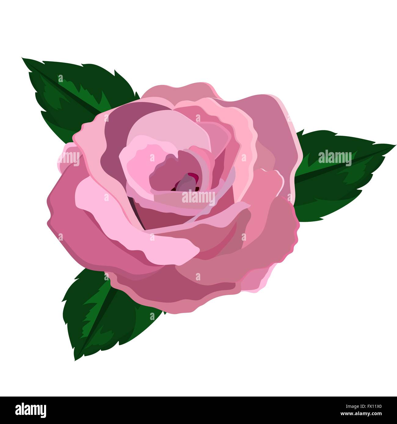 Rose closeup on a white background Stock Vector Image & Art - Alamy