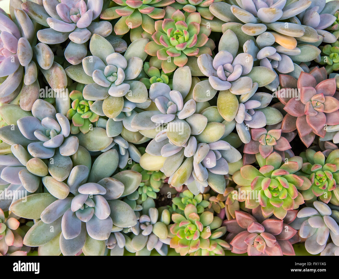 Rectangular arrangement of succulents; cactus succulents in a planter ...