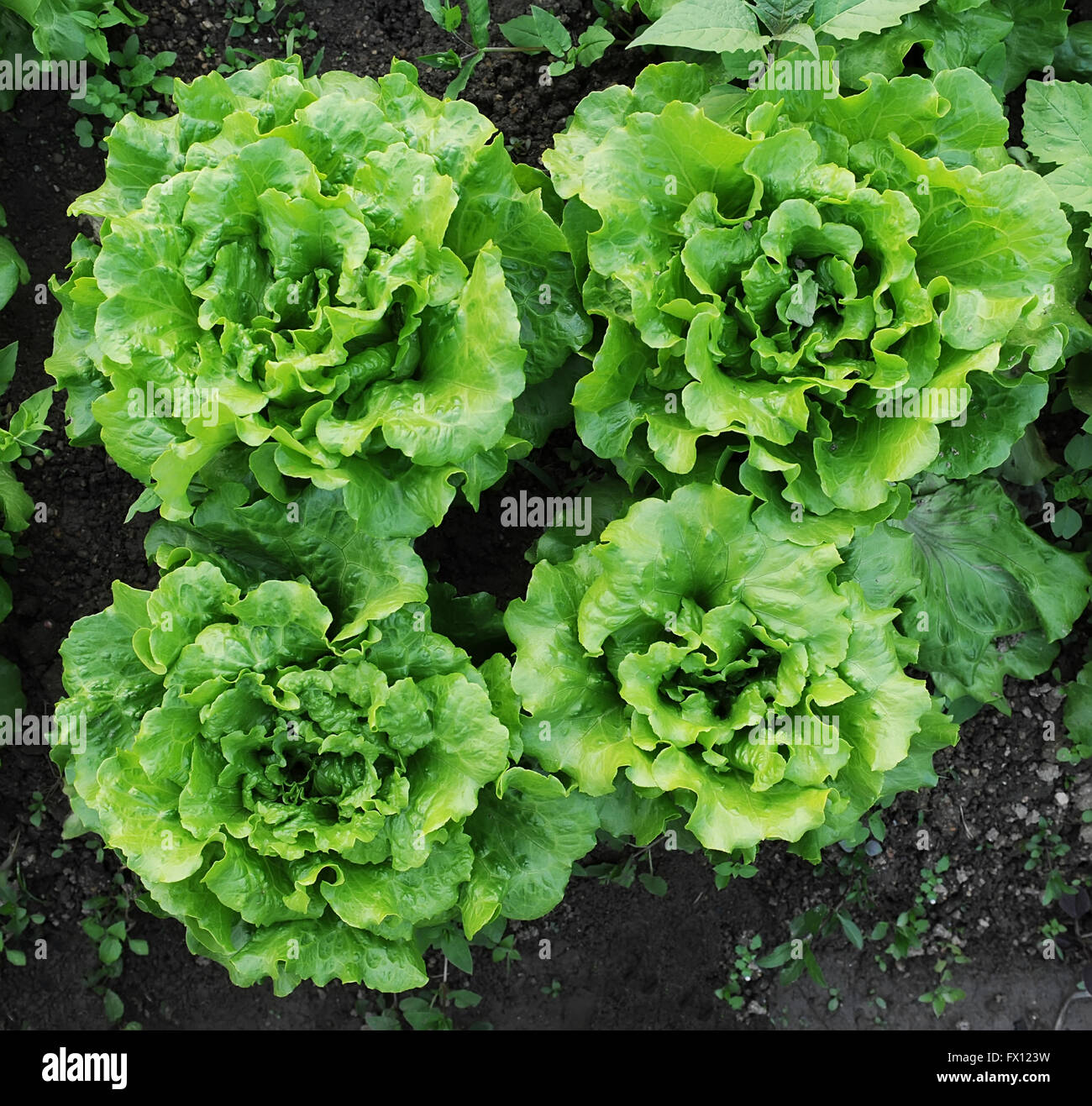lettuce plant in field Stock Photo Alamy